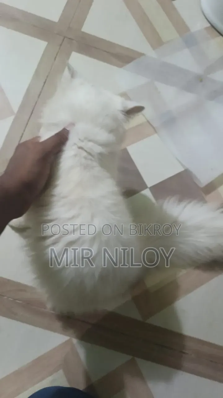 6-12 months Male Purebred Persian Cat