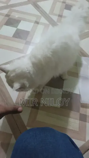 6-12 months Male Purebred Persian Cat
