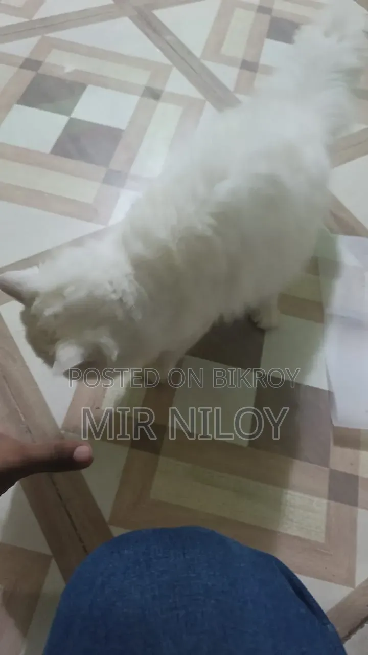 6-12 months Male Purebred Persian Cat