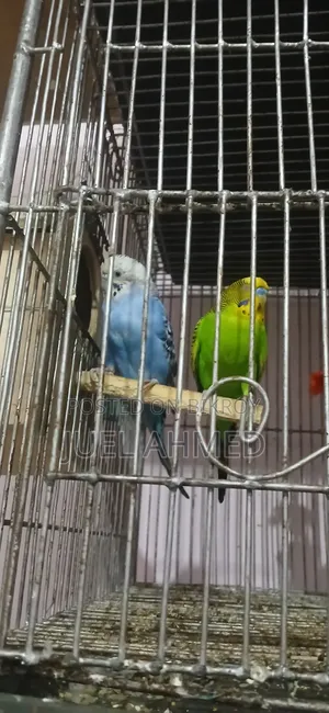 ৩ জোড়া রানিং বাজরিগার বিক্রি হবে।