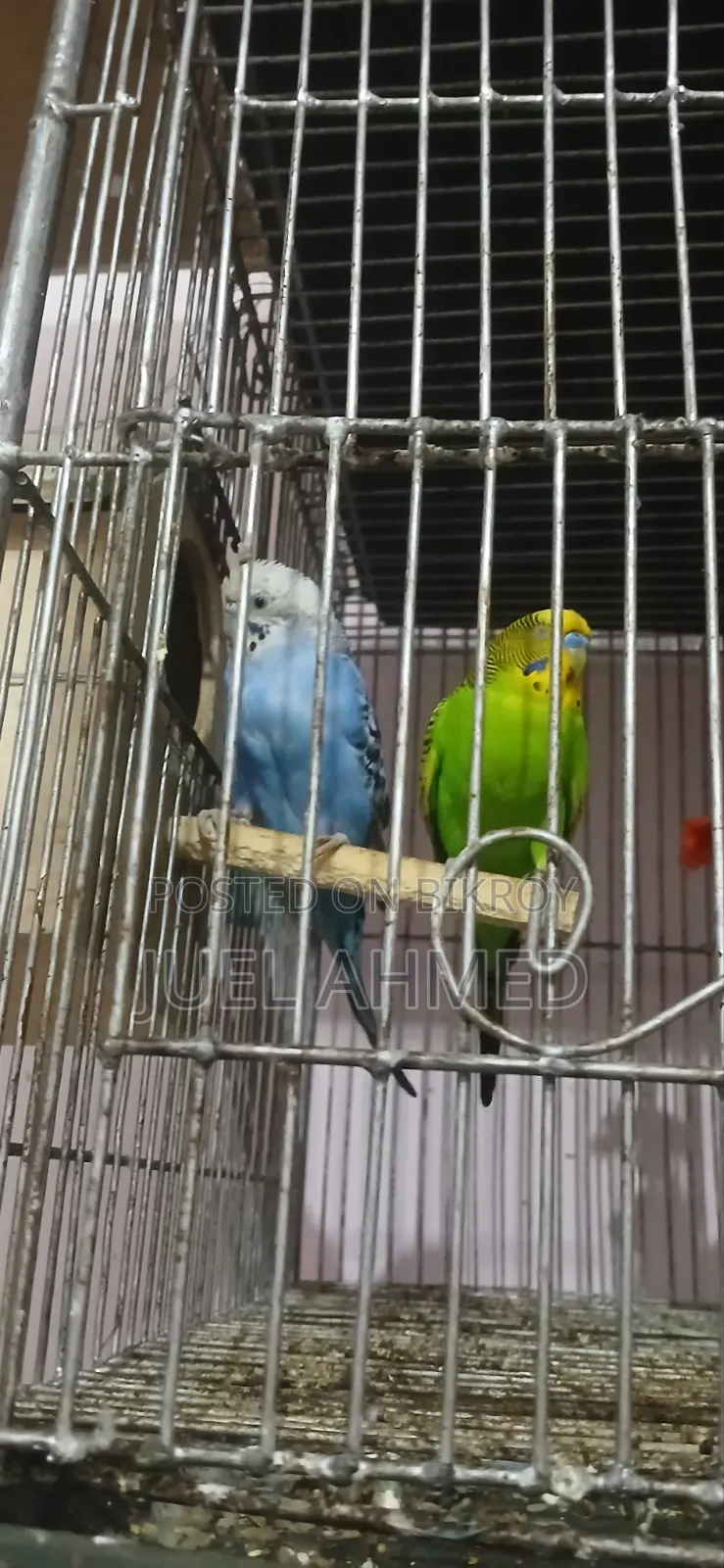 ৩ জোড়া রানিং বাজরিগার বিক্রি হবে।