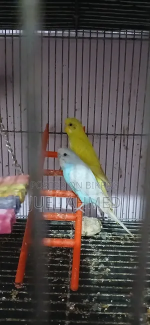 ৩ জোড়া রানিং বাজরিগার বিক্রি হবে।