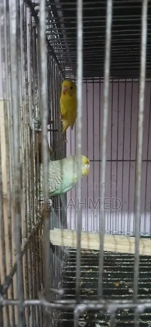 ৩ জোড়া রানিং বাজরিগার বিক্রি হবে।