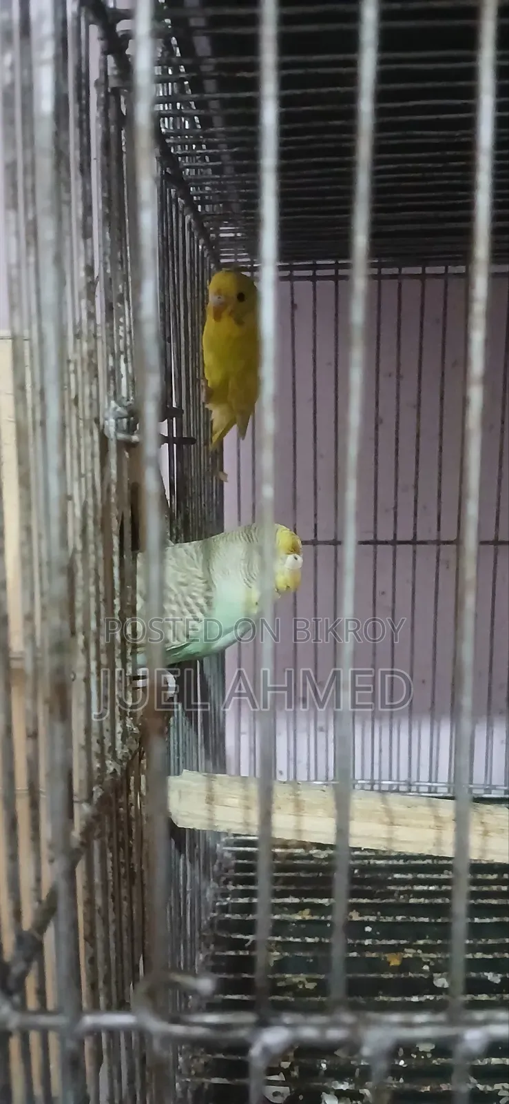 ৩ জোড়া রানিং বাজরিগার বিক্রি হবে।