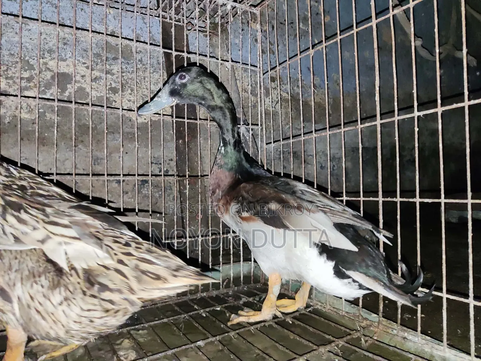 3 Local Ducks