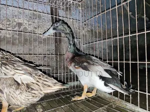 3 Local Ducks