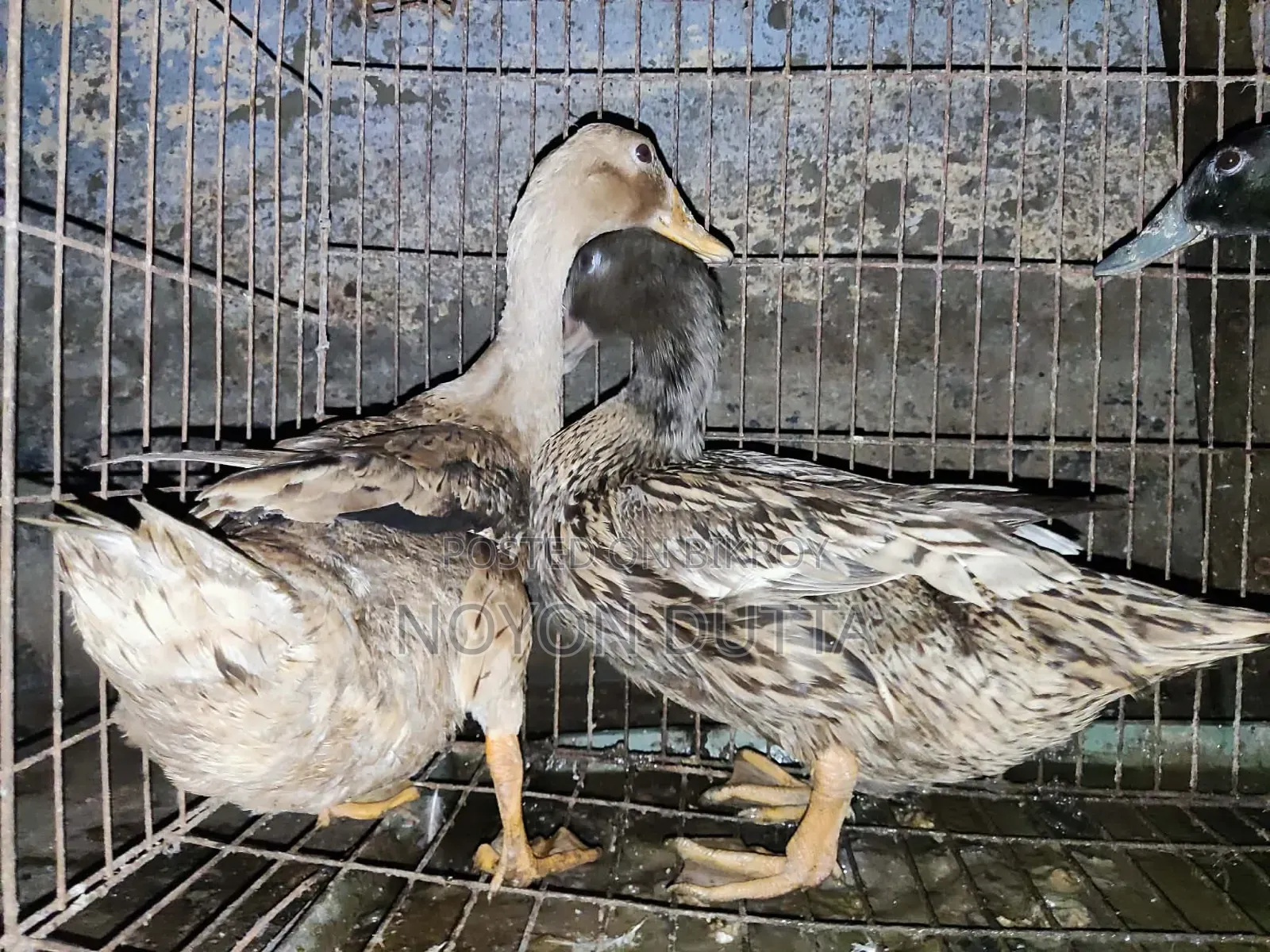 3 Local Ducks