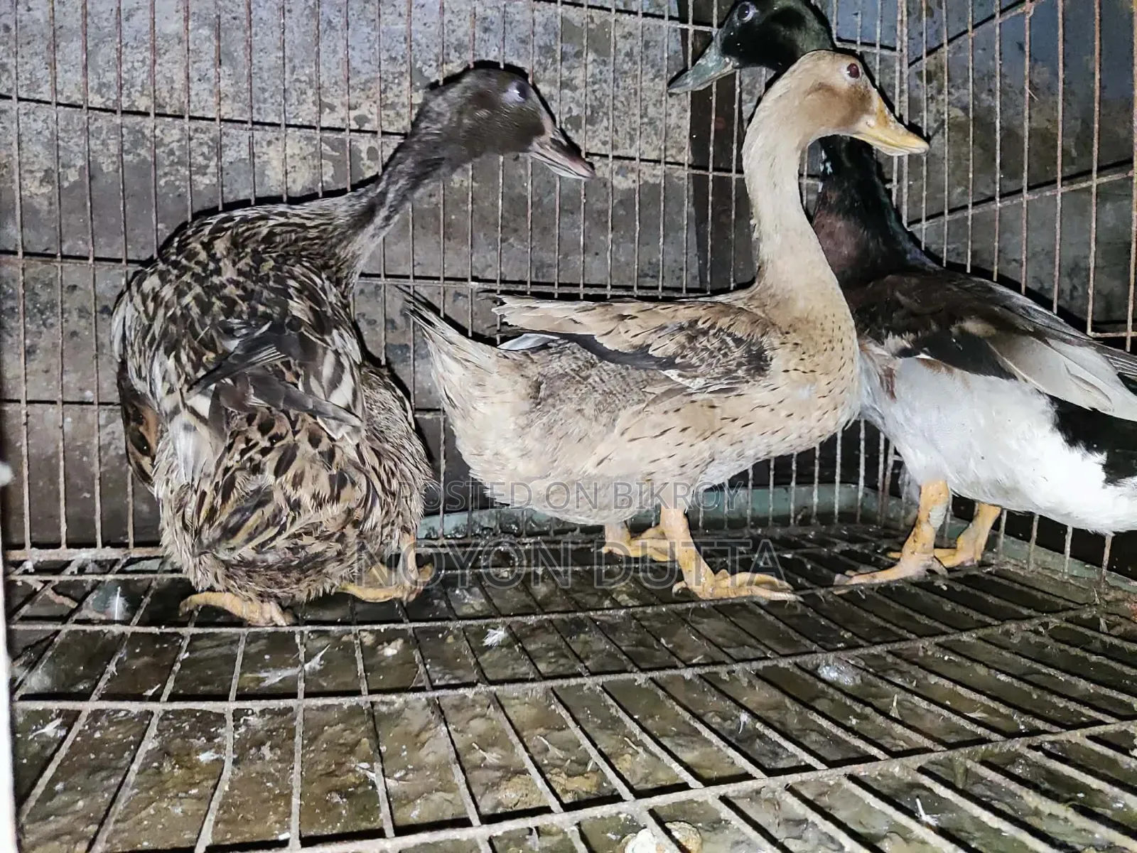 3 Local Ducks