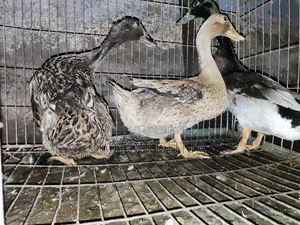 3 Local Ducks