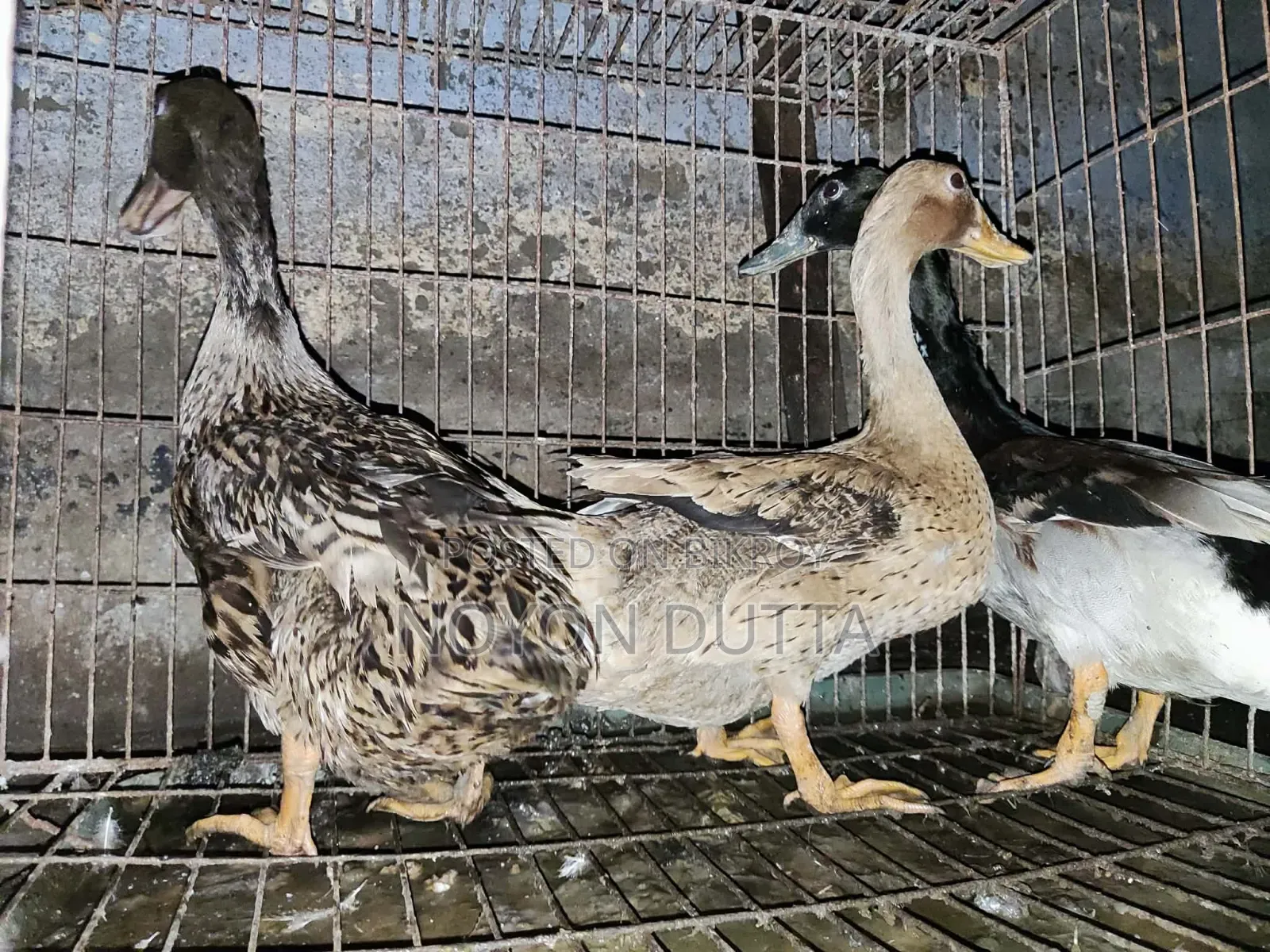 3 Local Ducks