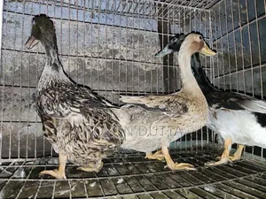 3 Local Ducks
