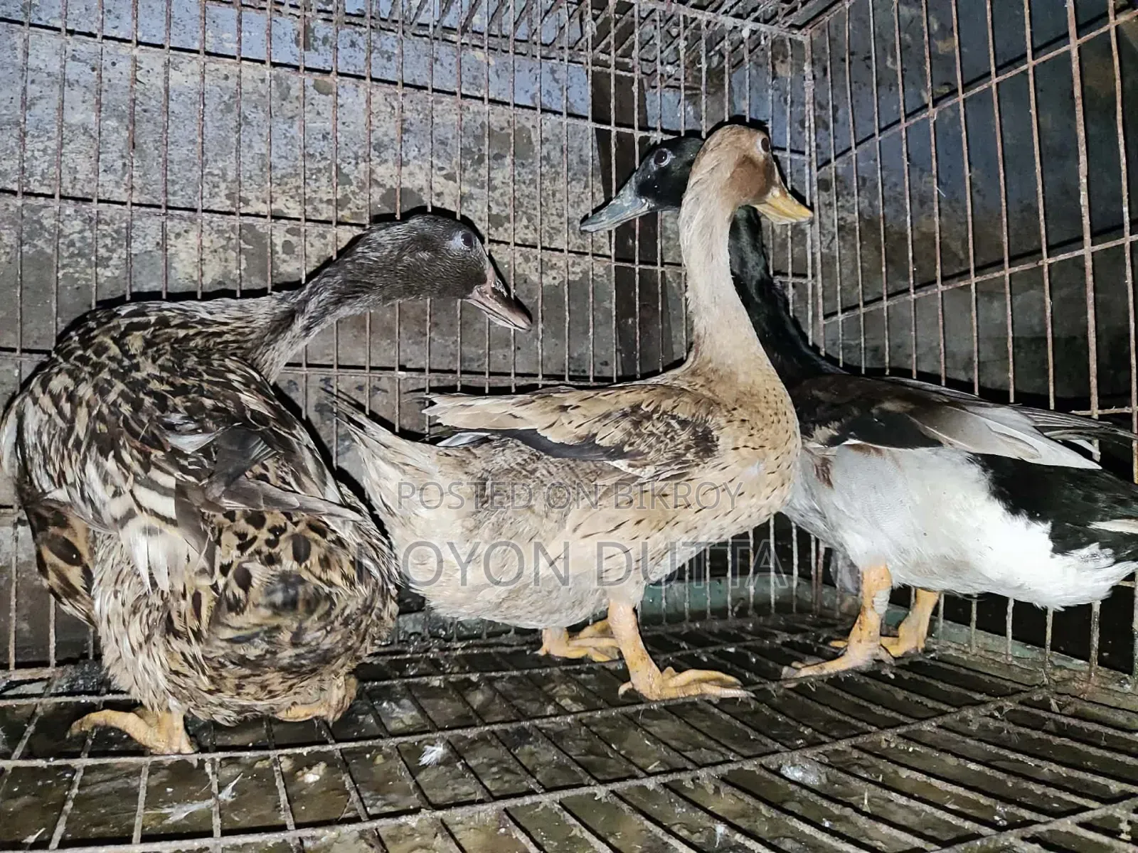 3 Local Ducks