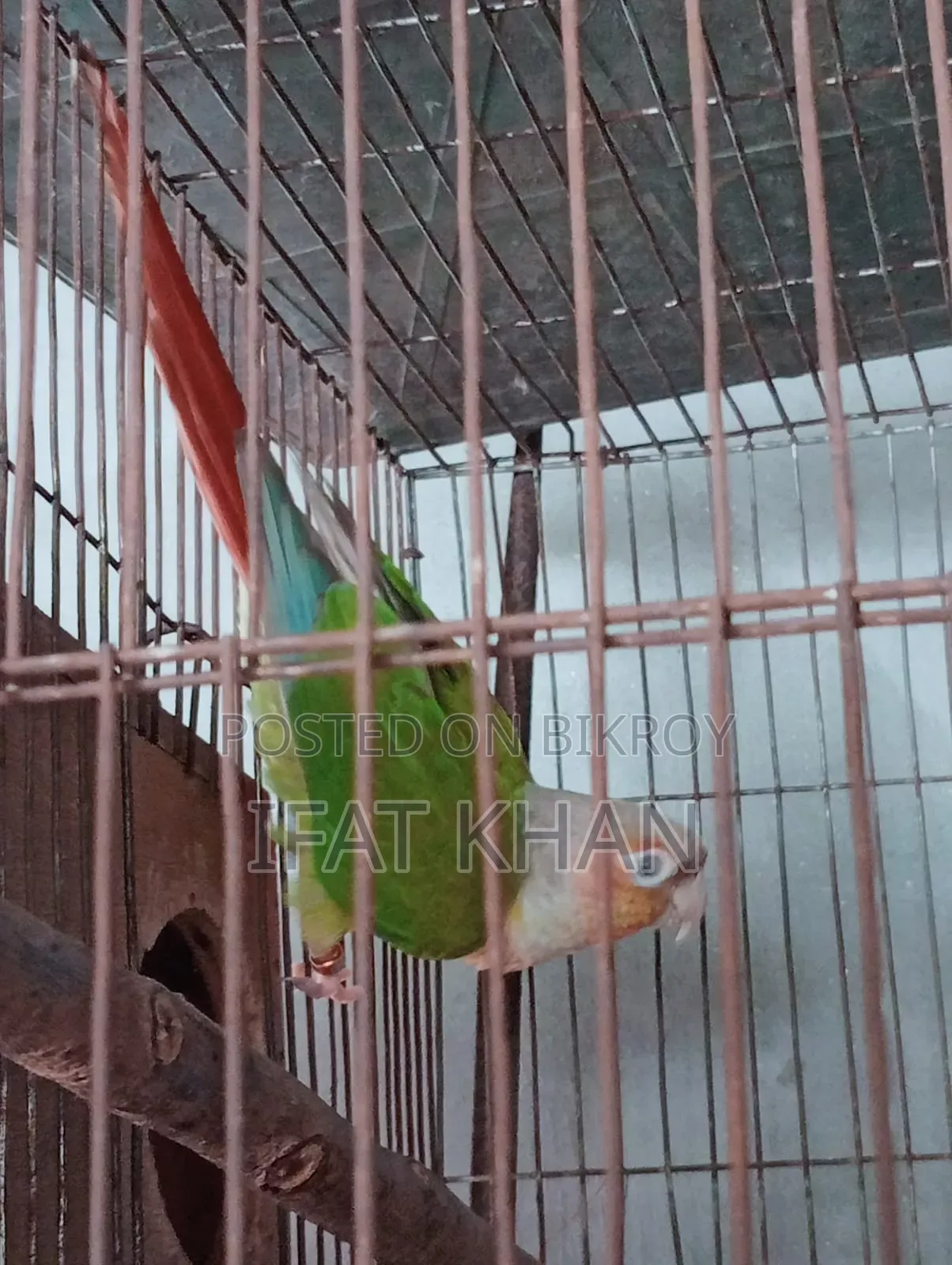 Conur Male