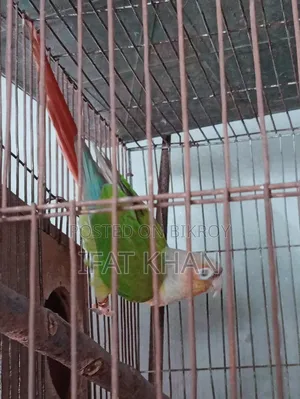 Conur Male
