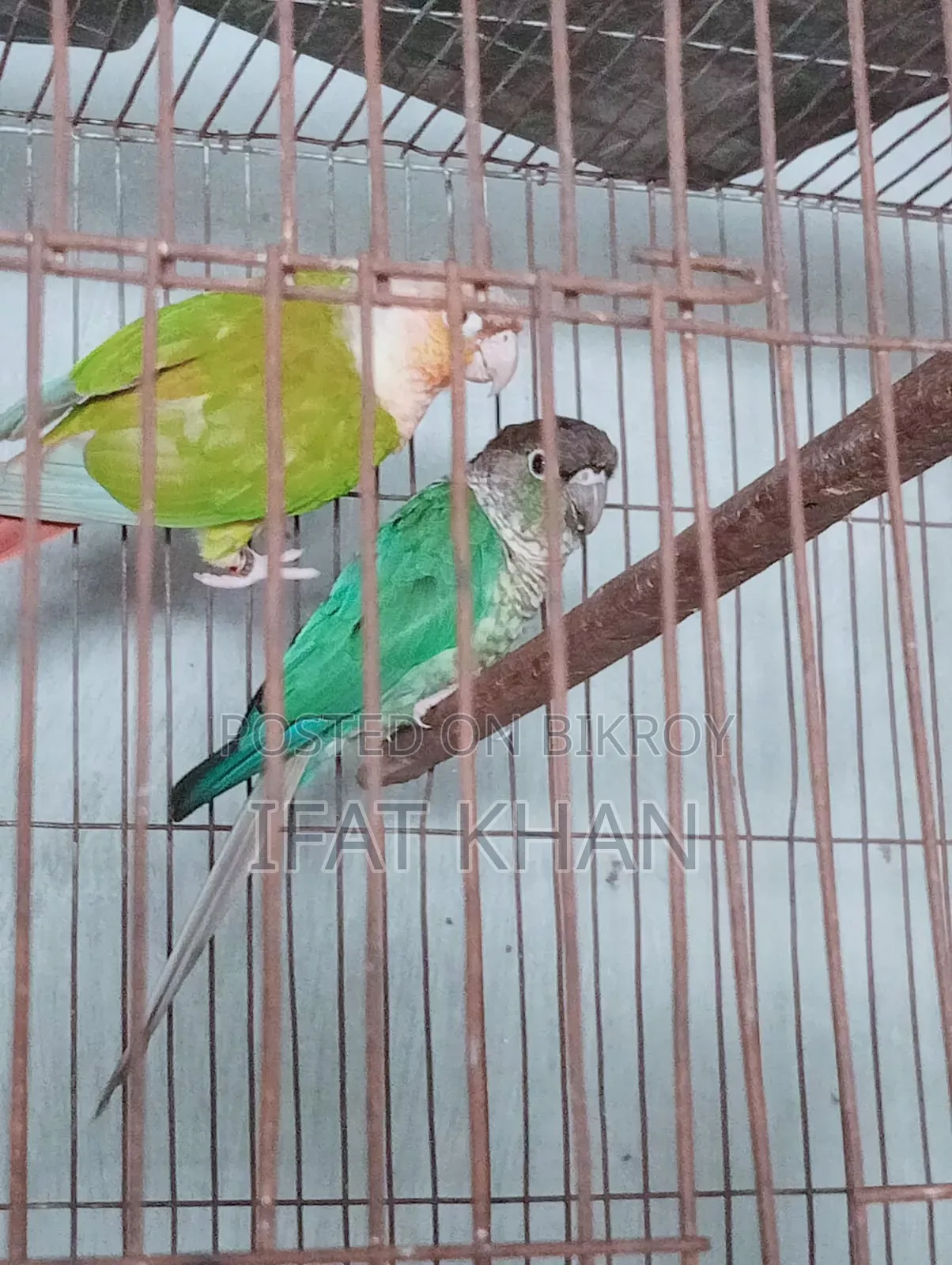 Conur Male