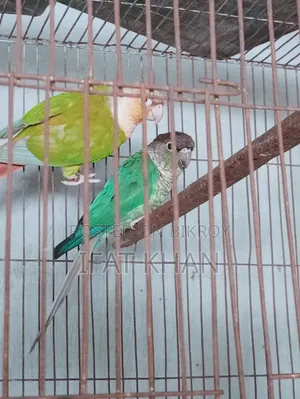 Conur Male