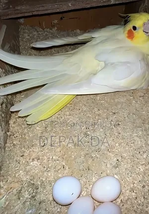Full Lutino Running Female Cockatiel Bird.