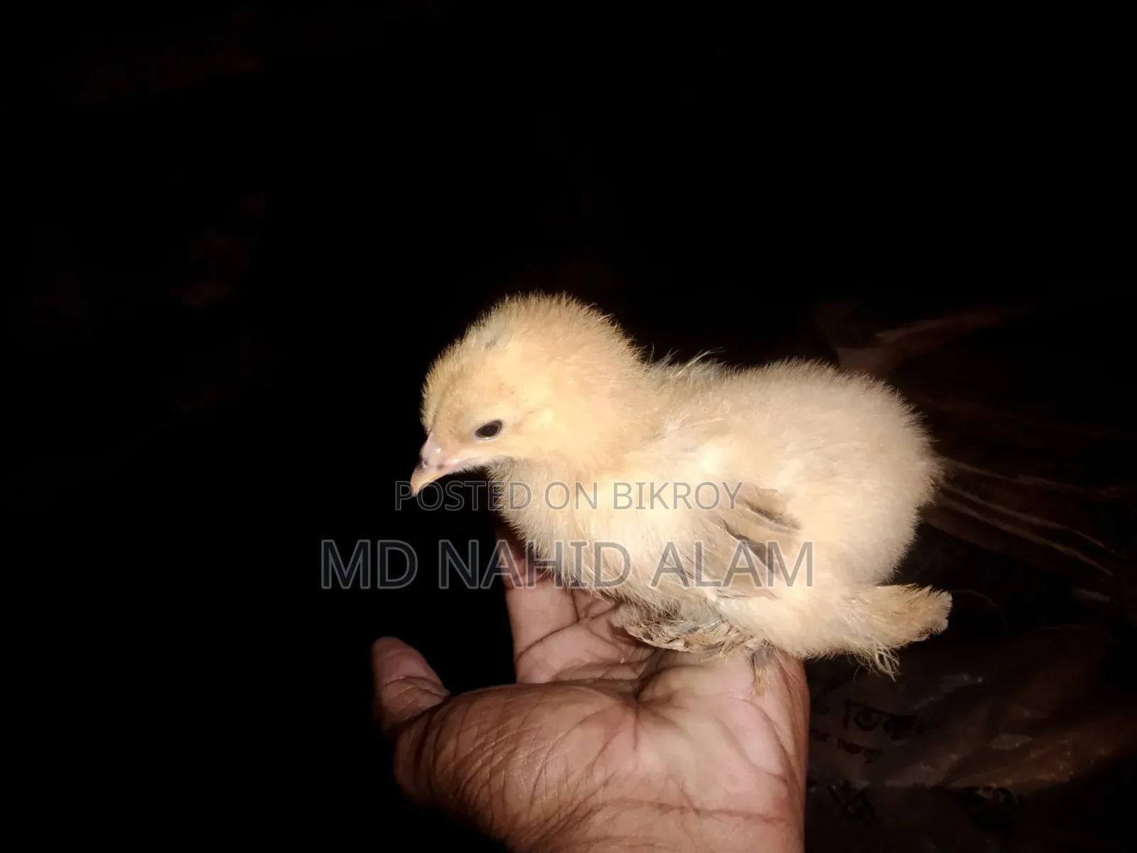 ব্রাহামা মুরগির বাচ্চা