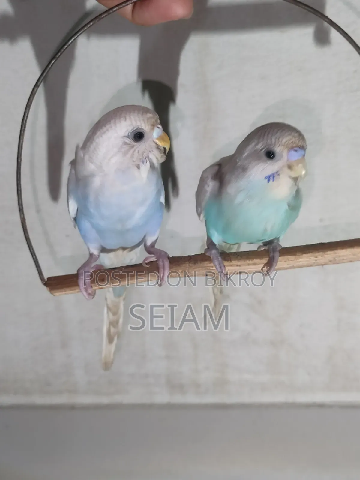 Tame Size Budgerigar Birds.
