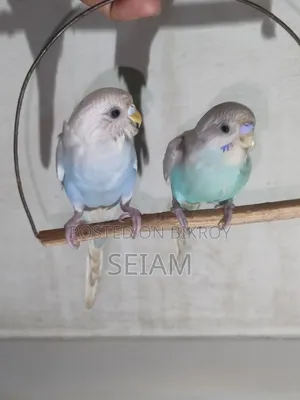 Tame Size Budgerigar Birds.