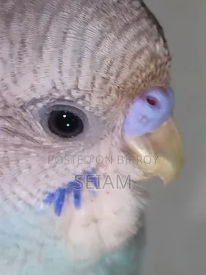 Tame Size Budgerigar Birds.
