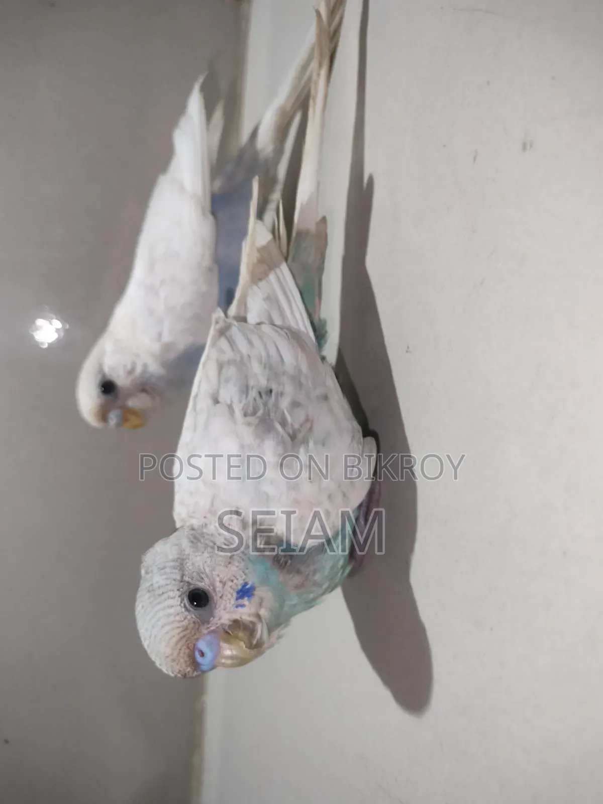 Tame Size Budgerigar Birds.