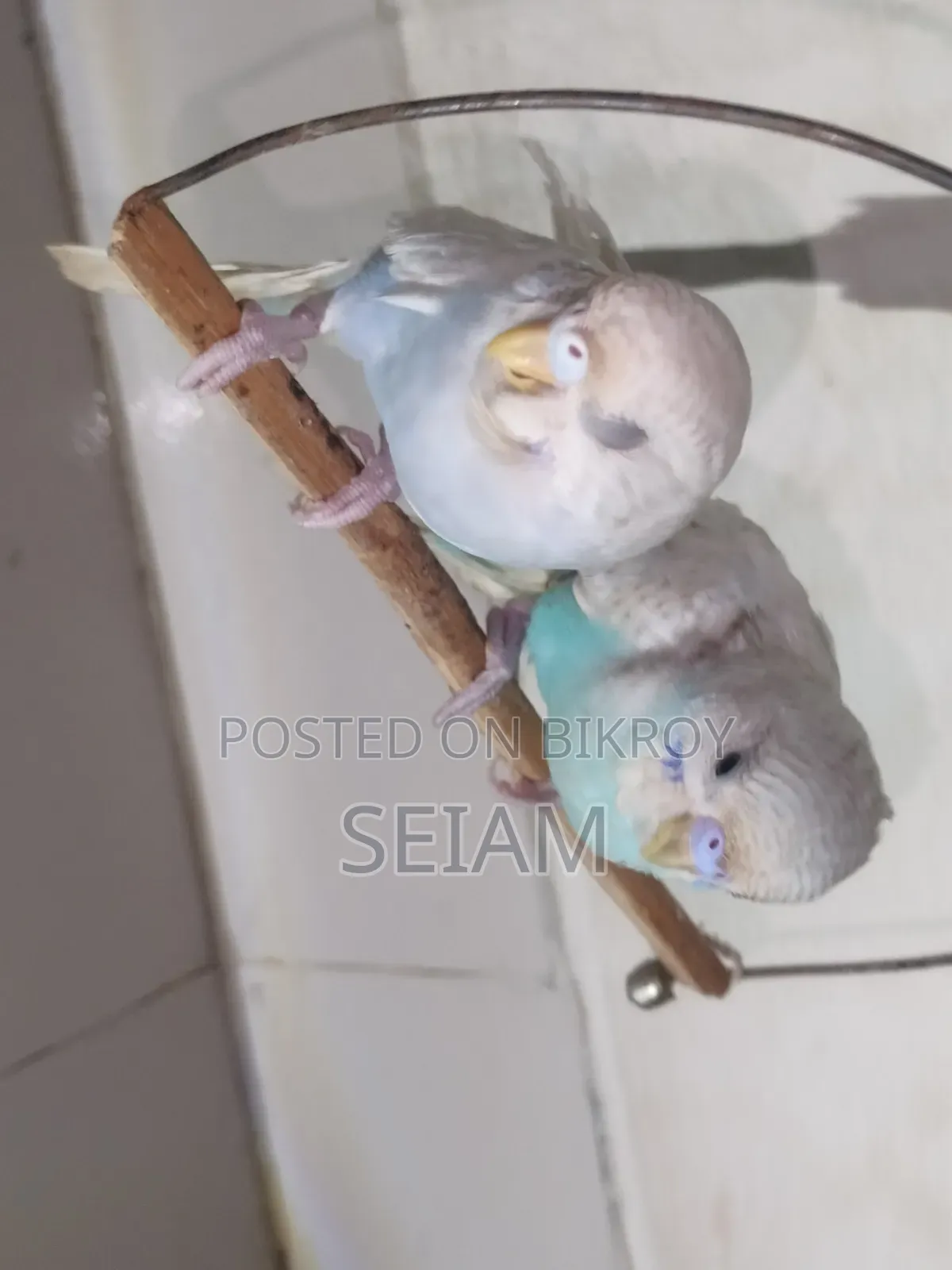 Tame Size Budgerigar Birds.