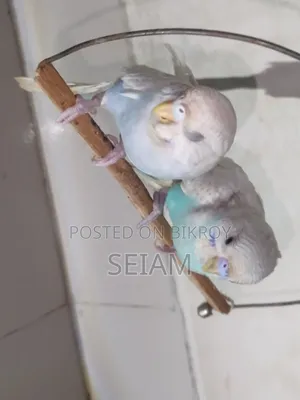 Tame Size Budgerigar Birds.