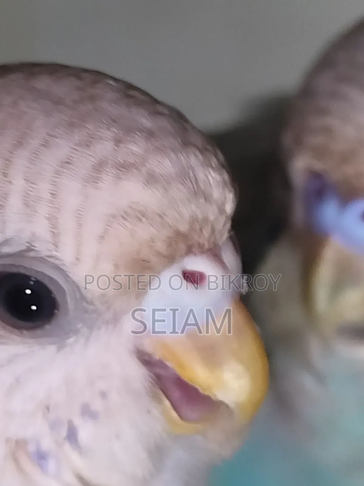 Tame Size Budgerigar Birds.