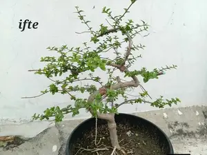 Bonsai -Premna Microphylla- Mirpur