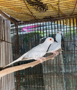 ডায়মন্ড ঘুঘু