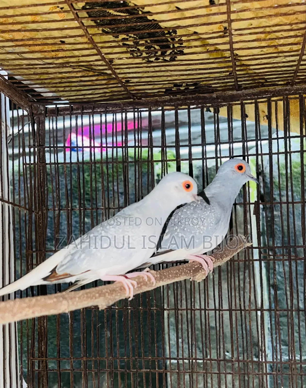 ডায়মন্ড ঘুঘু