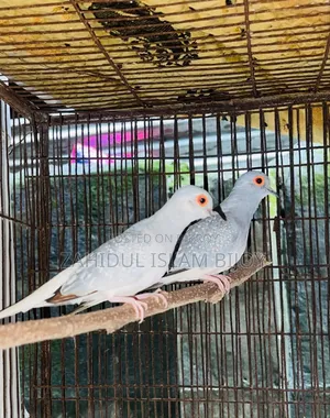 ডায়মন্ড ঘুঘু