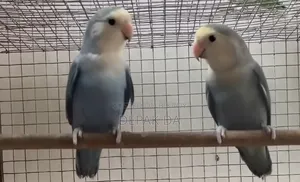 আকাশী নীল এবং সাদা সেমি অ্যাডাল্ট জোড়া।