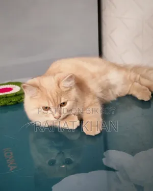 3-6 Months Female Purebred Persian