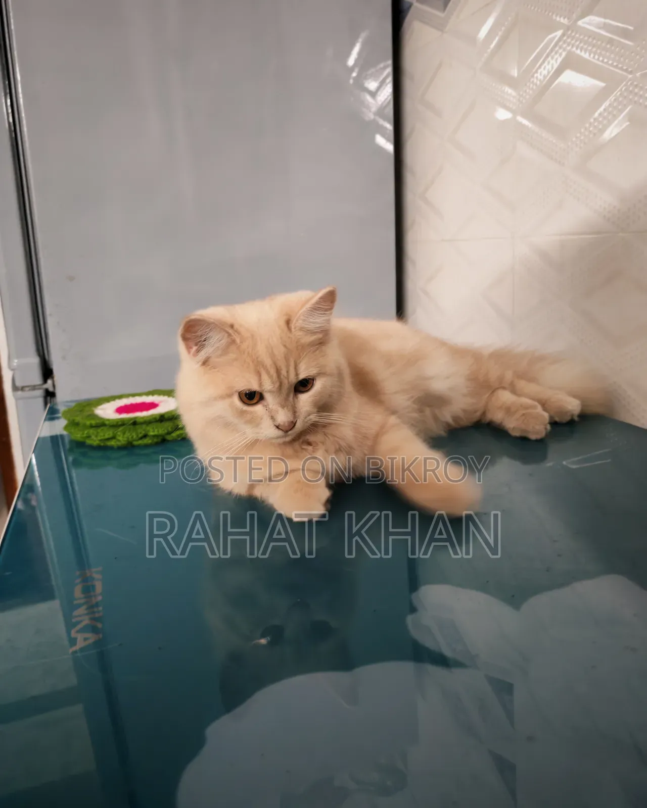 3-6 Months Female Purebred Persian