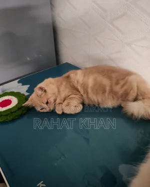 3-6 Months Female Purebred Persian