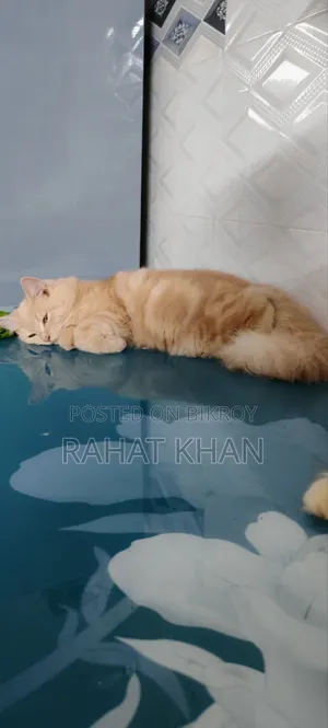 3-6 Months Female Purebred Persian