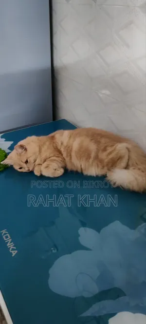 3-6 Months Female Purebred Persian