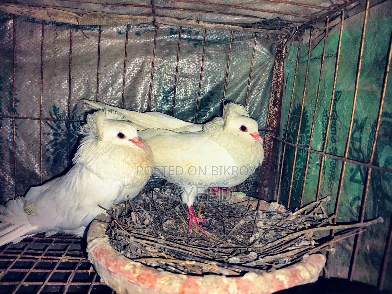 Pigeon Egg Laying
