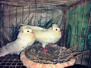 Pigeon Egg Laying