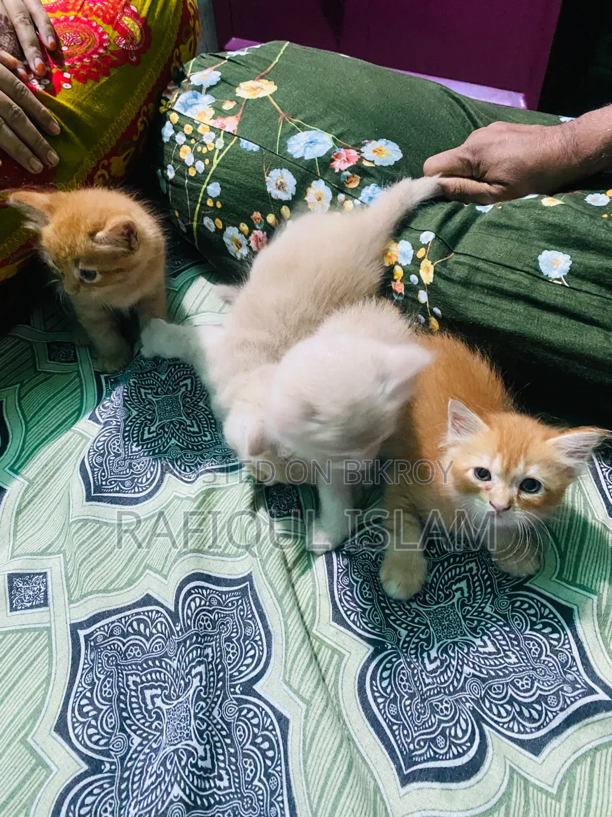 1-3 Months Female Mixed Breed Persian