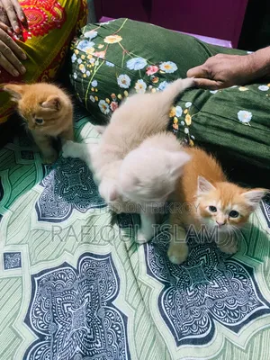 1-3 Months Female Mixed Breed Persian