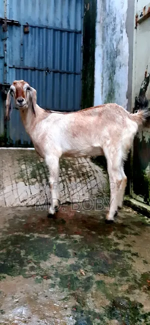 2-Tooth Castrated Goat