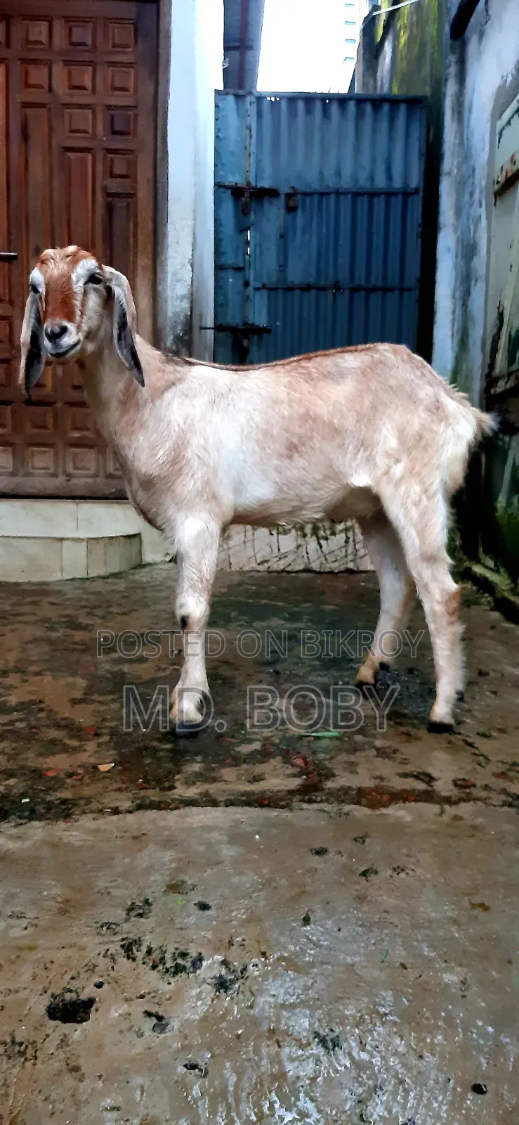 2-Tooth Castrated Goat