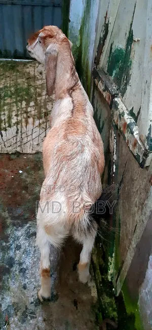 2-Tooth Castrated Goat