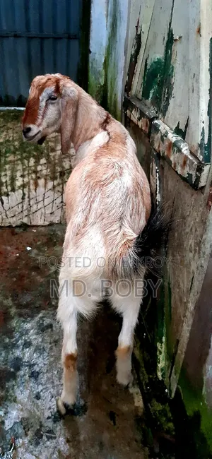2-Tooth Castrated Goat