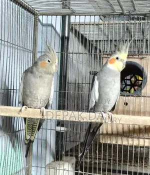 1 Pair Adult Grey Cockatiel bird.