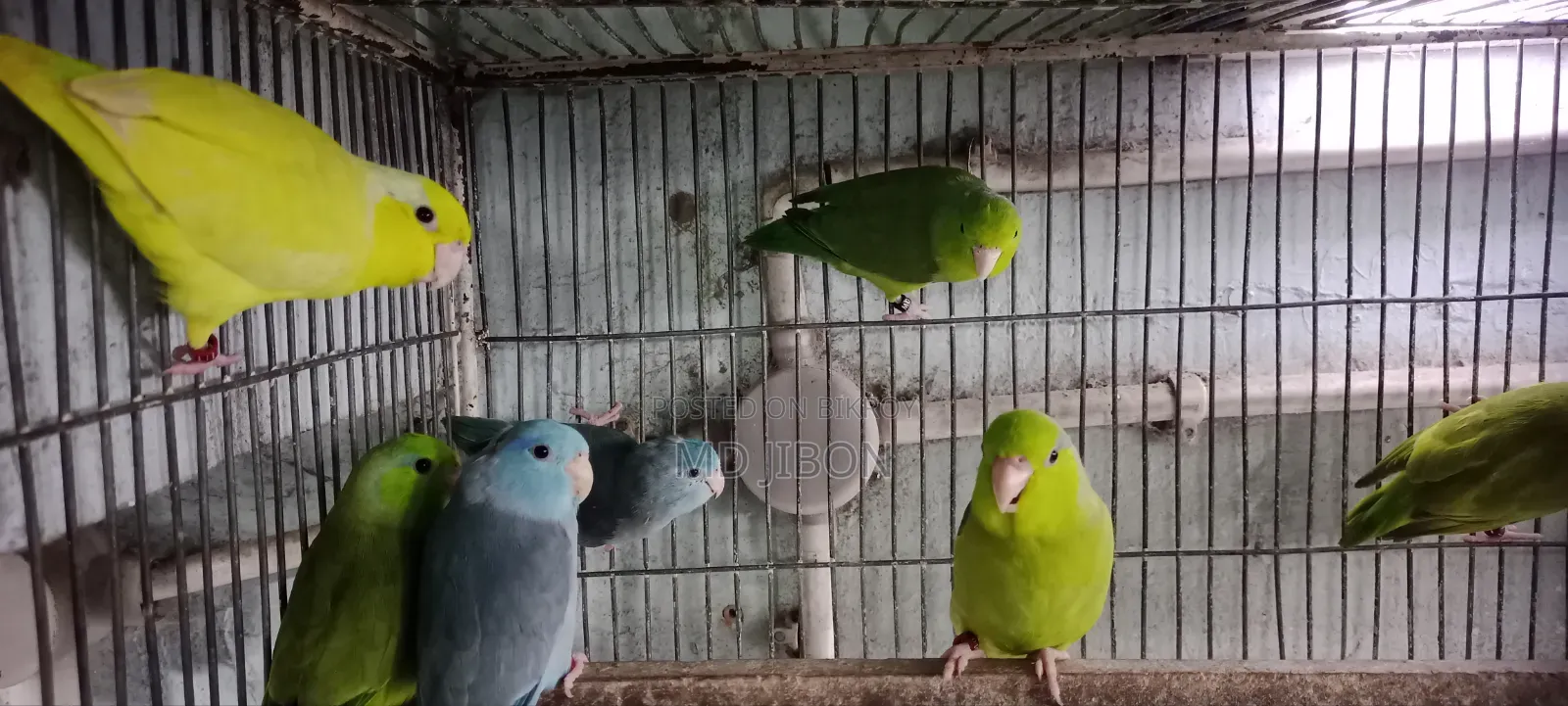 ফরপাস বার্ড
