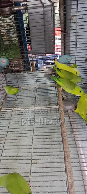 ফরপাস বার্ড